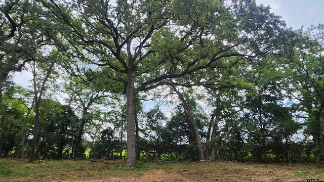 a view of a tree with a trees in the background