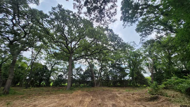 a view of a tree with a tree