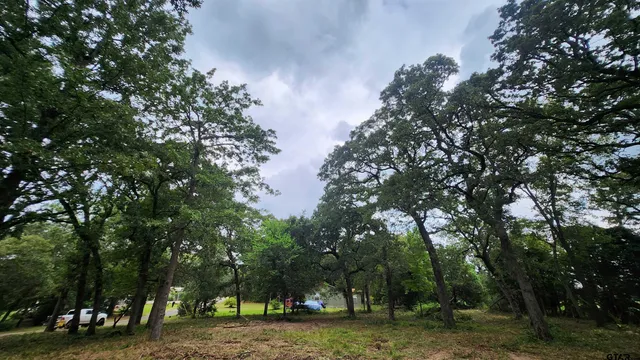 a view of a forest with trees in the background