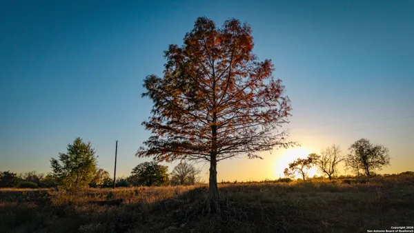 a picture of tree