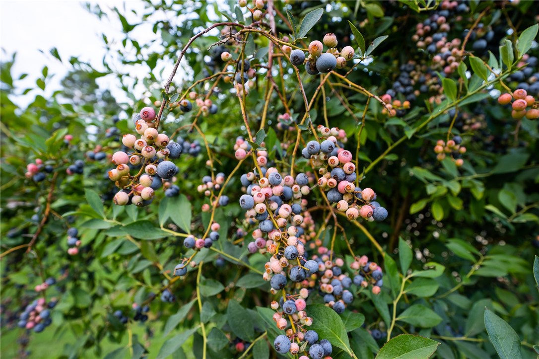 1124 Cartee Road Anderson, SC 29625 - Photo 32 of 32 blueberry bushes