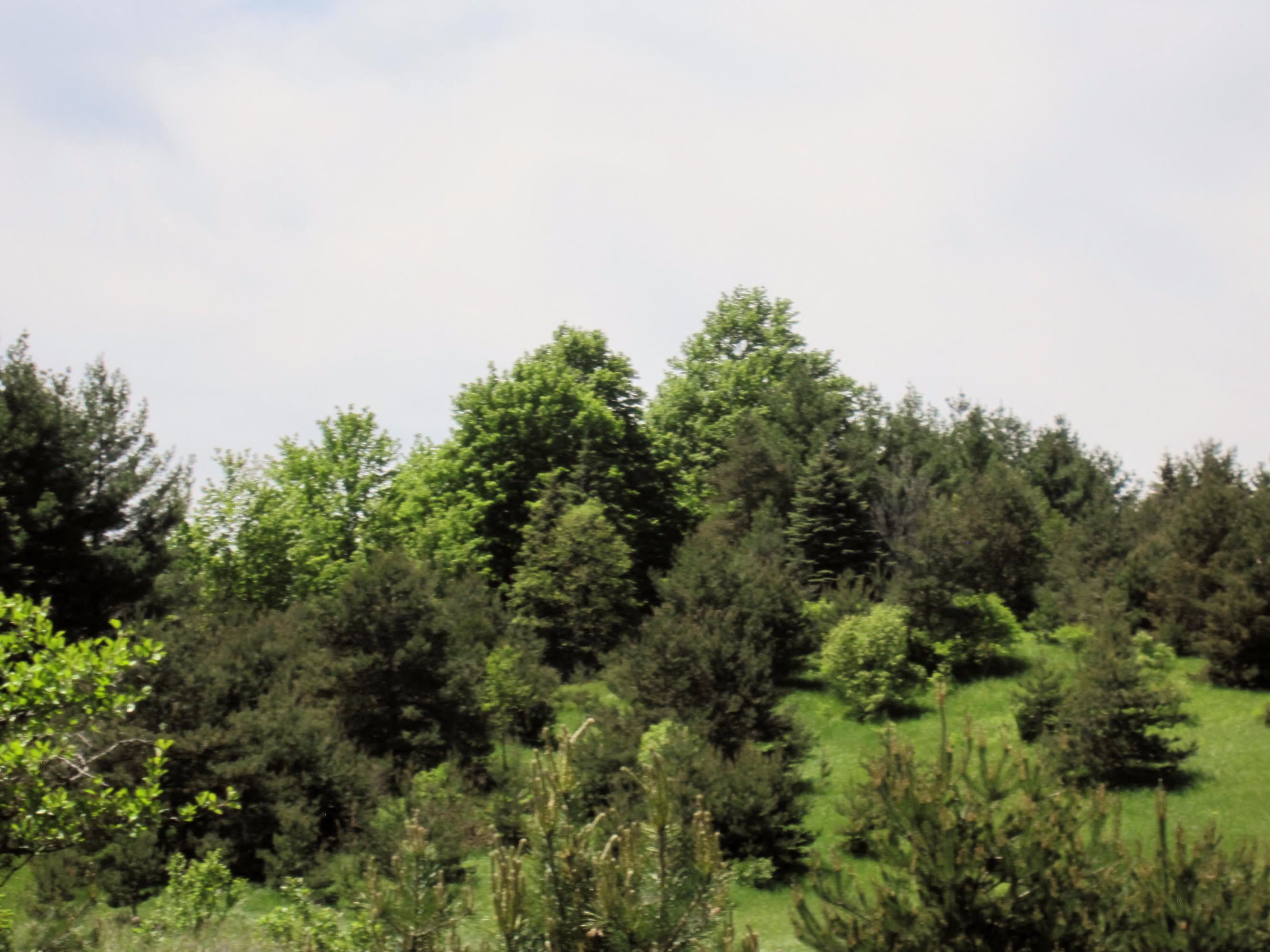 Kosiara Road Gaylord, MI 49735 - Photo 6 of 15 Gallery Image 6