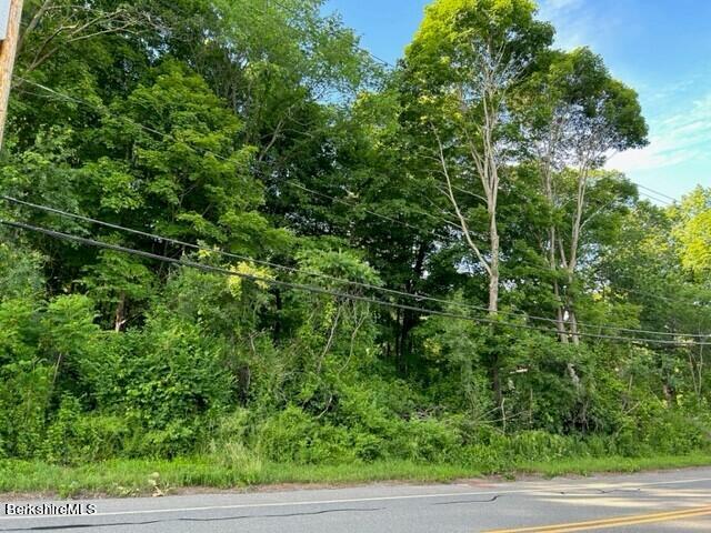 a view of a yard with plants and large trees
