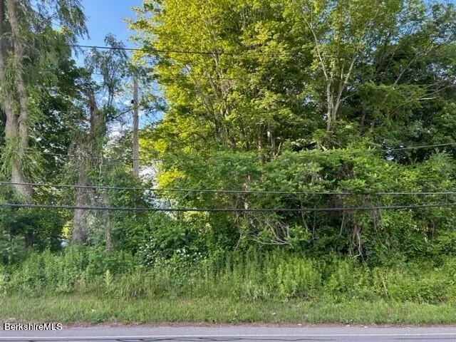 a view of a lush green forest