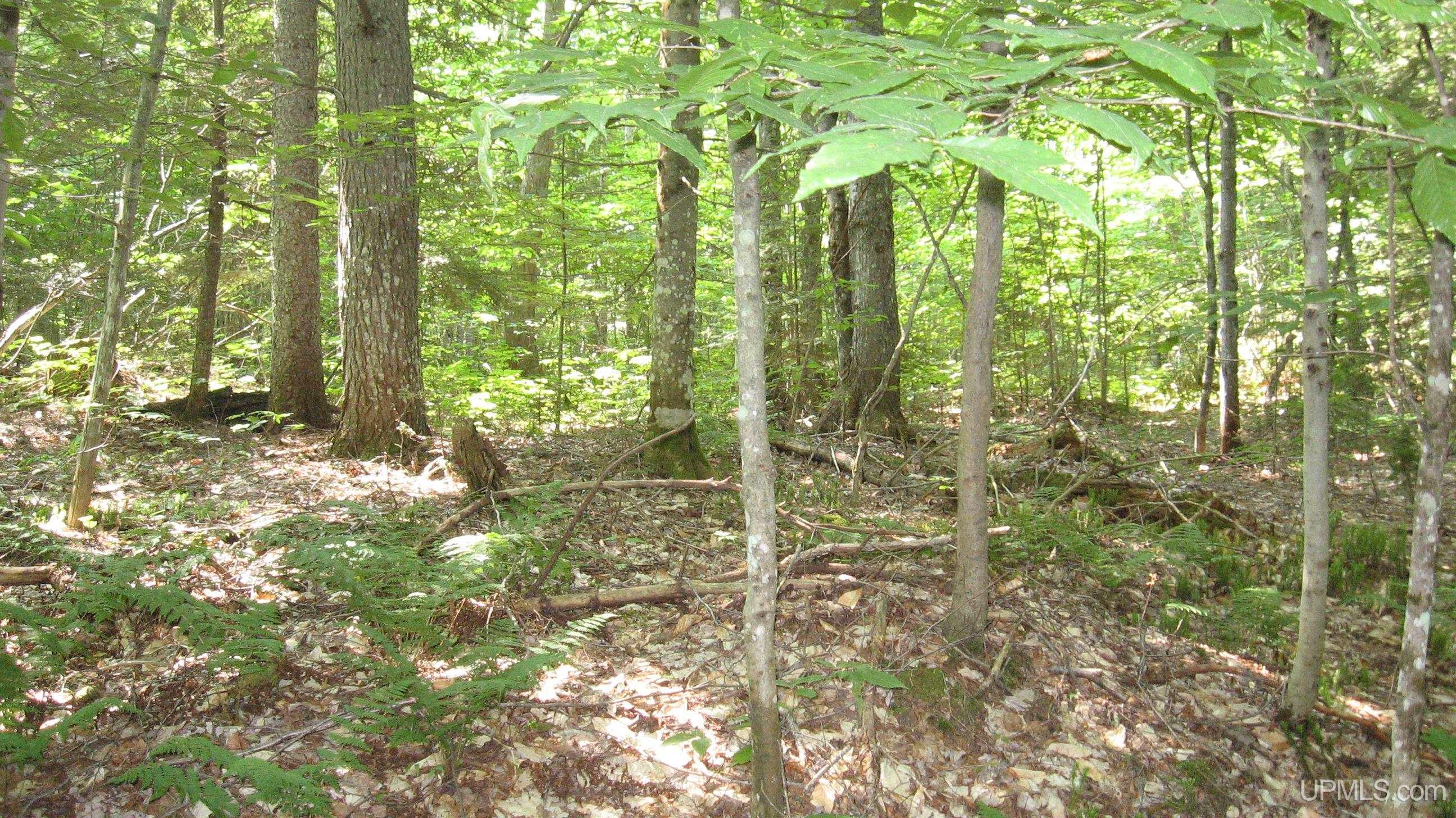 0 Co Road Newberry, MI 49868 - Photo 6 of 12