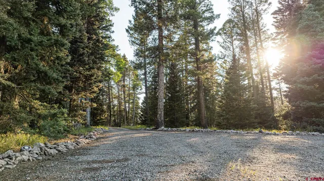 a view of a forest with trees in the background