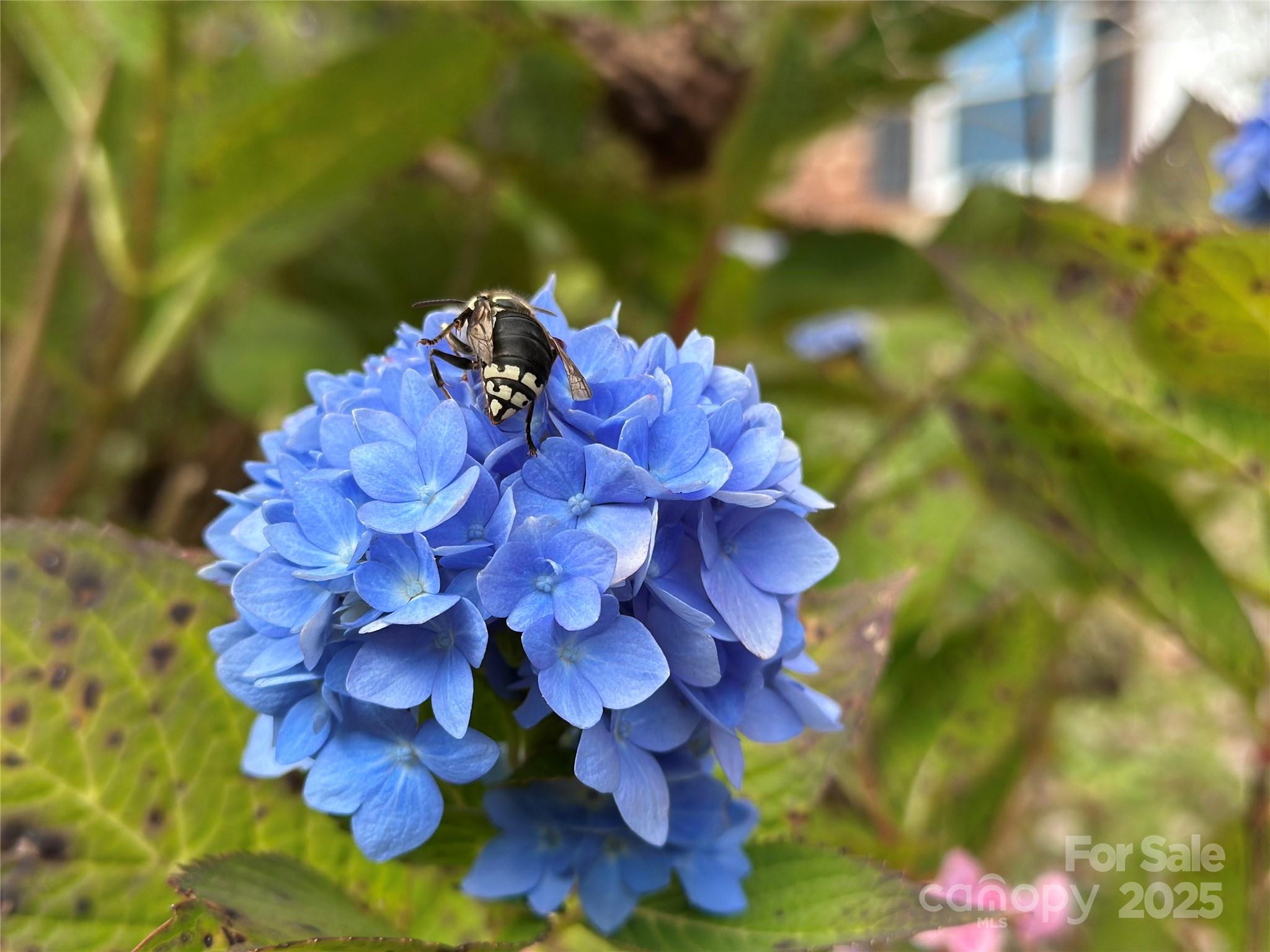 2238 Flatwood Road Lenoir, NC 28645 - Photo 2 of 12 a view of a flower
