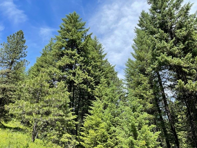 Lot 20 Little Salmon Road, Unit 20 New Meadows, ID 83654 - Photo 4 of 11