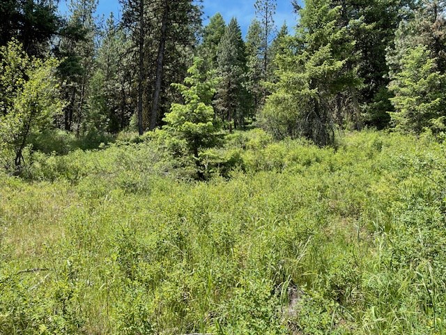 Lot 20 Little Salmon Road, Unit 20 New Meadows, ID 83654 - Photo 7 of 11