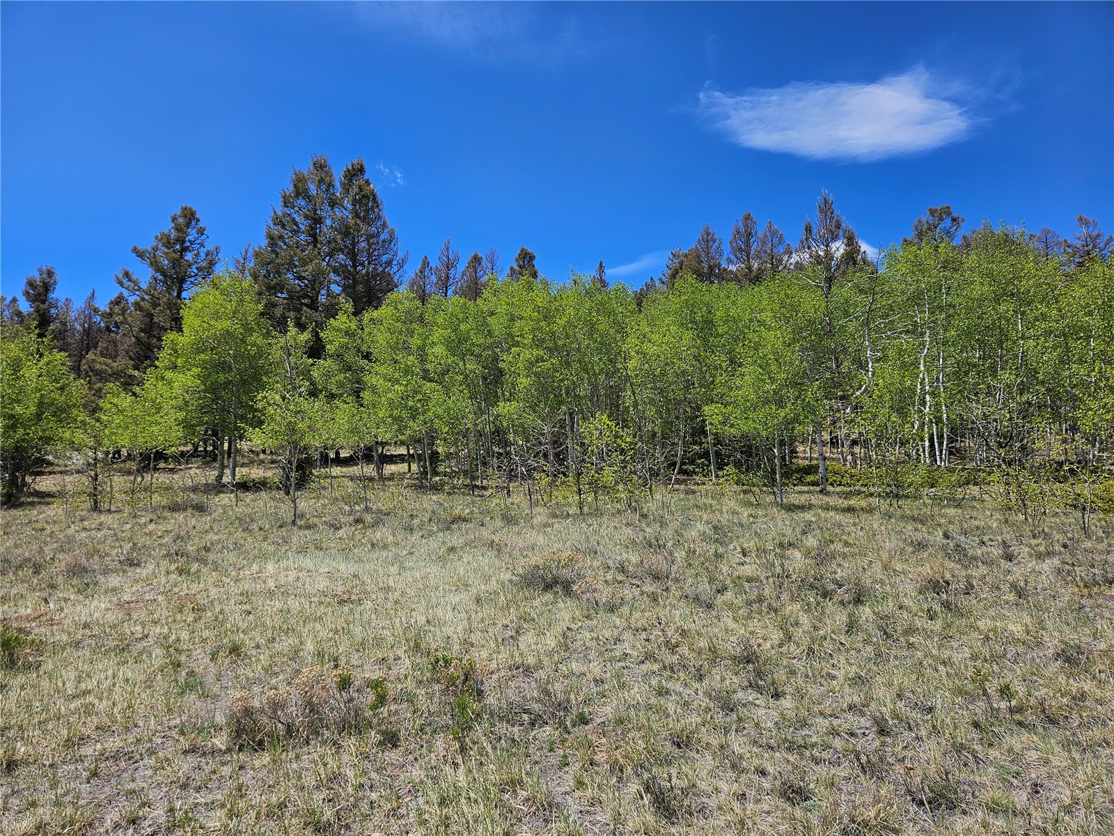 1412 Redhill Road Fairplay, CO 80440 - Photo 17 of 45 a view of a yard with a tree