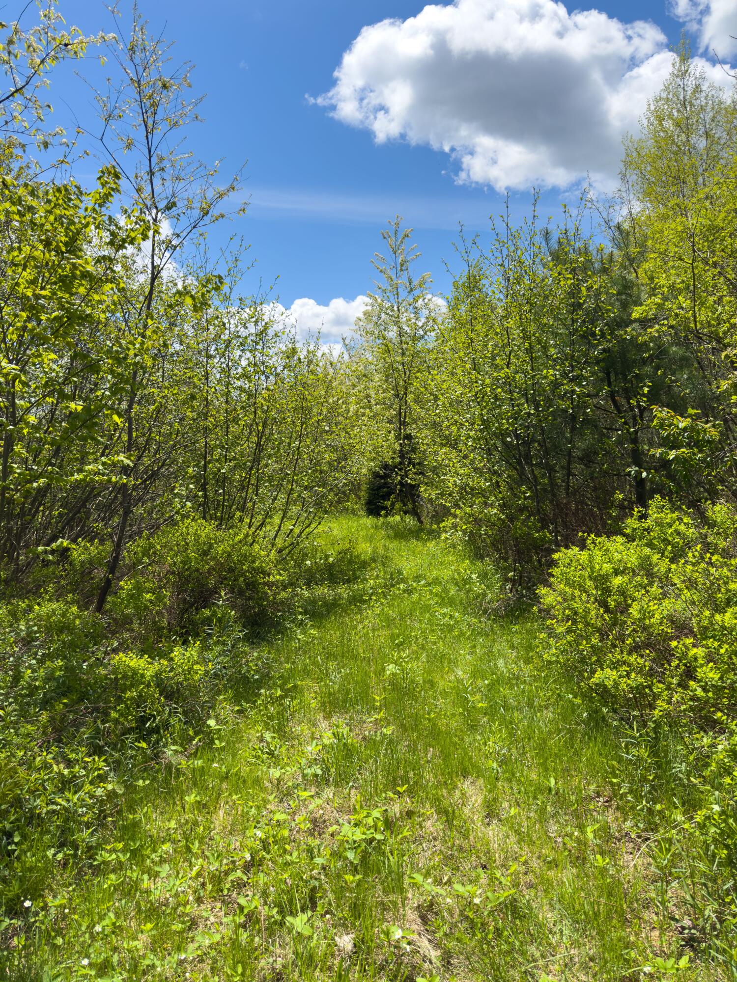 Lot 4 East Ridge Road Cooper, ME 04657 - Photo 12 of 20 RIDGE ROAD LOT 4-20