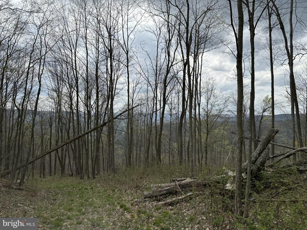 111 Rob Roy Road Bradford, PA 16701 - Photo 10 of 41 Whispers of a tranquil forest path.