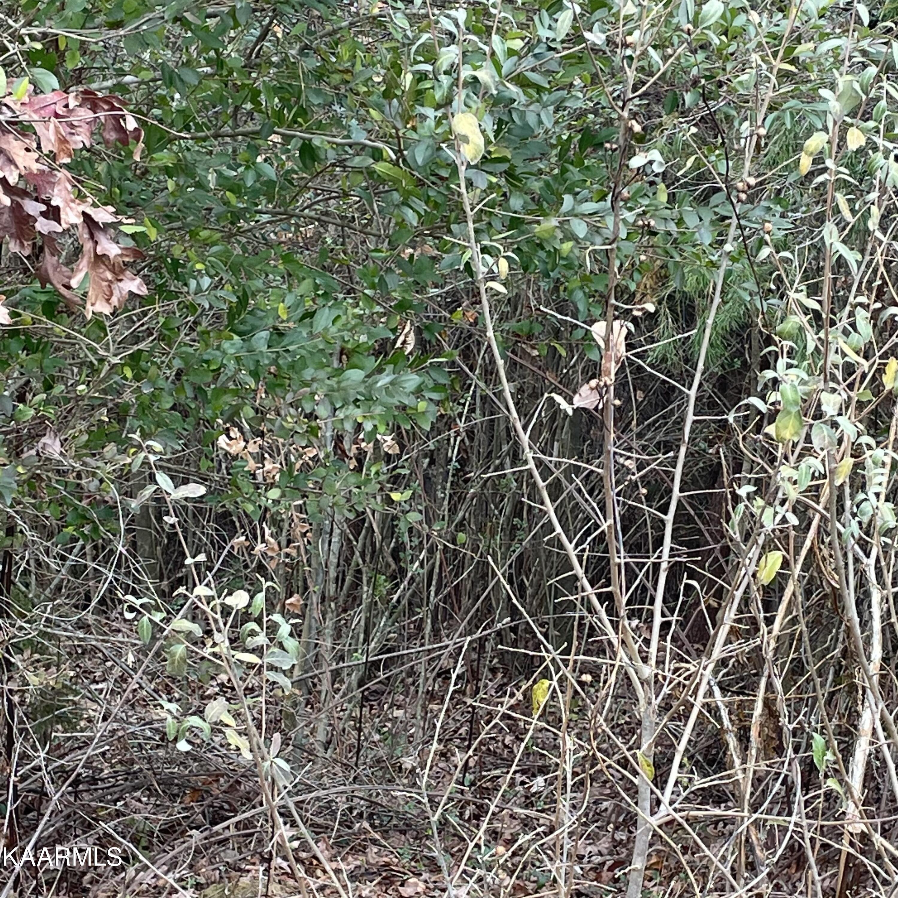 Lot 3 Ballplay Road Madisonville, TN 37354 - Photo 14 of 16 IMG-5162