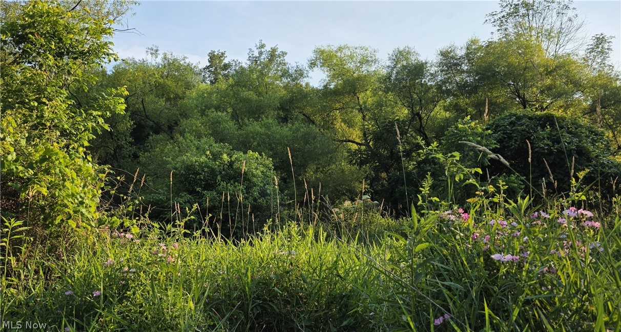 6820 Crane Run Road Cumberland, OH 43732 - Photo 15 of 29 Natural landscape featuring mature trees, varied green foliage, and flowering plants