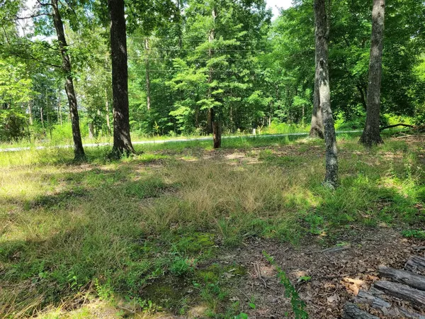 a view of a forest with trees