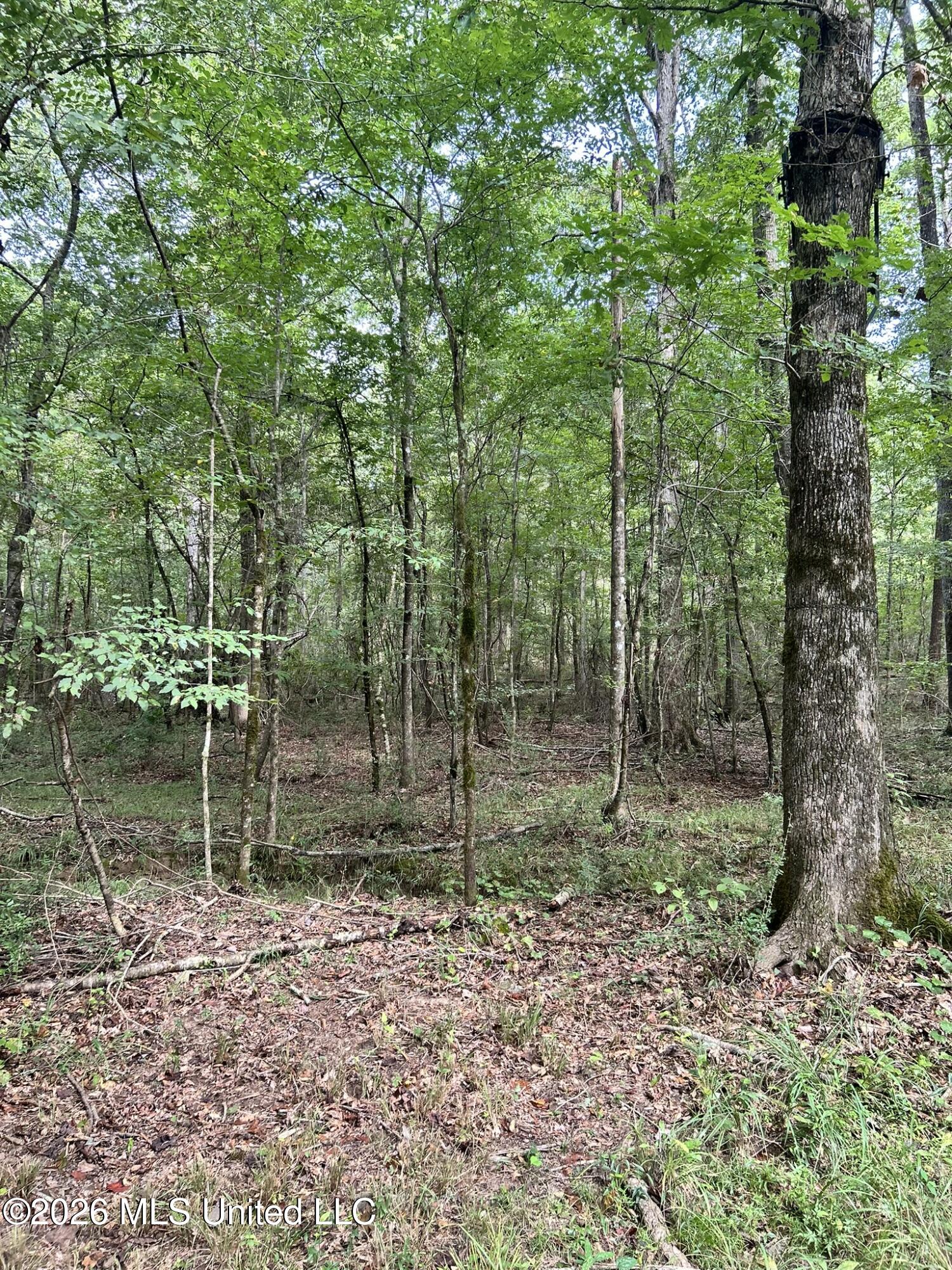 Jayess Road Jayess, MS 39641 - Photo 49 of 65 IMG_9789