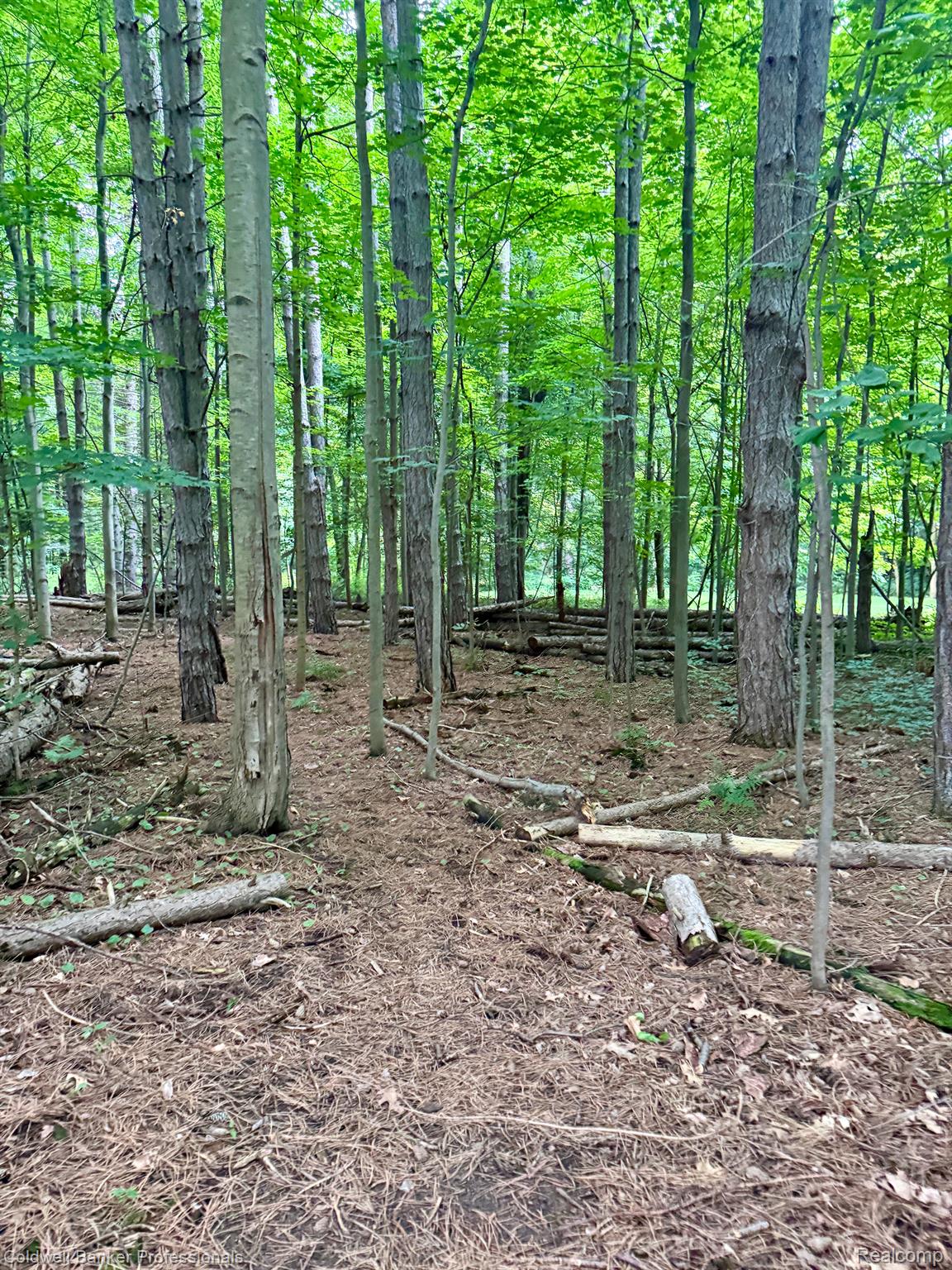 5166 Skelton Road Columbiaville, MI 48421 - Photo 87 of 99 Woods