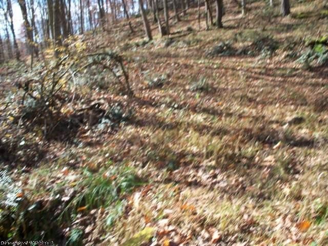 9 Joseph Chapel Road Belington, WV 26250 - Photo 9 of 18 Gallery Image 9