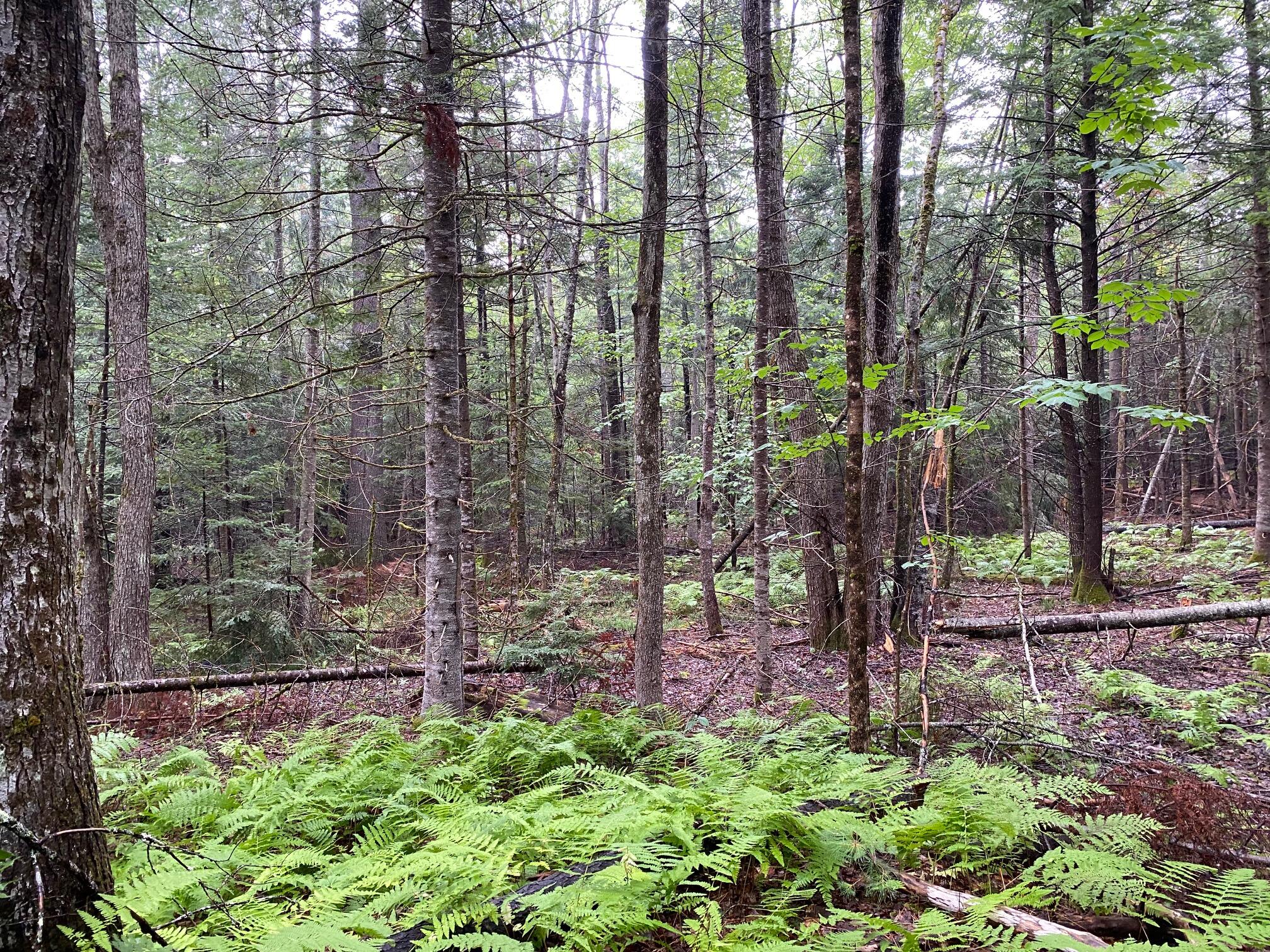 0 Cape Road Standish, ME 04084 - Photo 8 of 13 IMG_9698