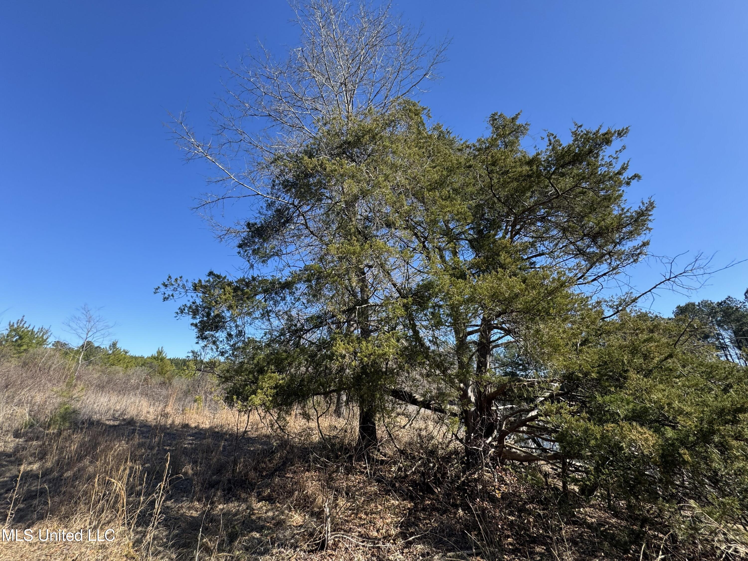 9182 Highway 397 Preston, MS 39354 - Photo 67 of 93 IMG_8215