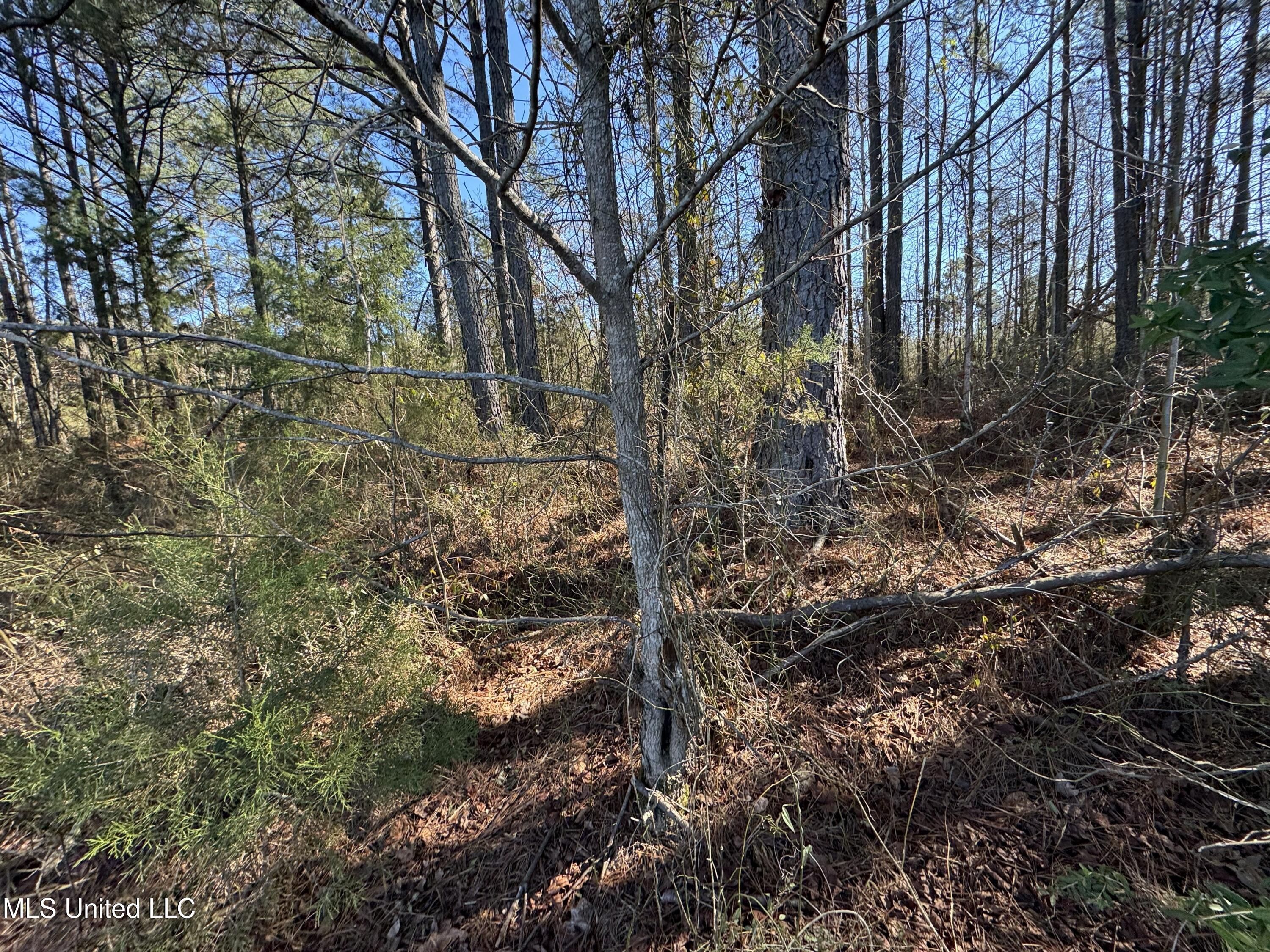 9182 Highway 397 Preston, MS 39354 - Photo 74 of 93 IMG_8240