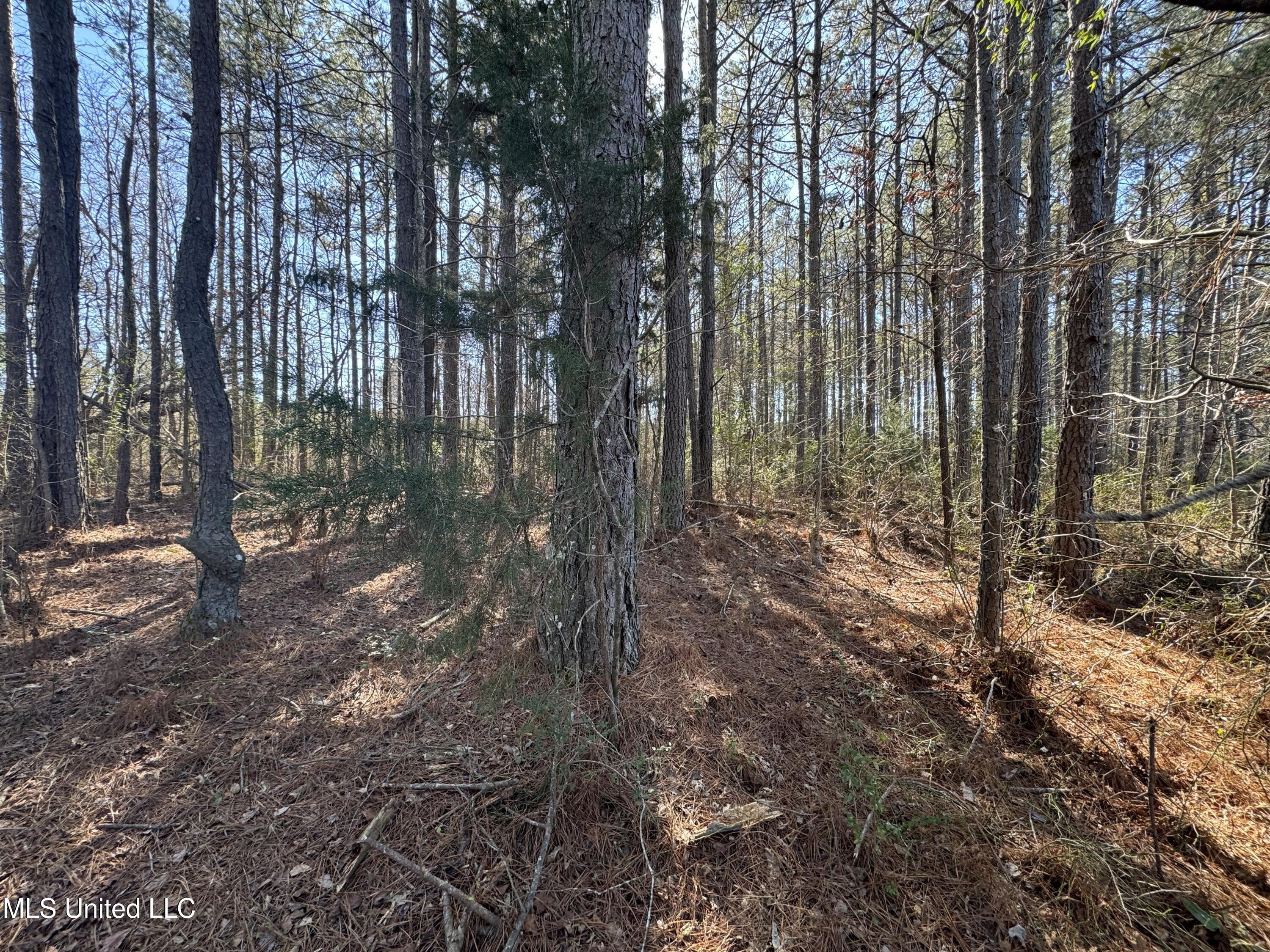 9182 Highway 397 Preston, MS 39354 - Photo 76 of 93 IMG_8243