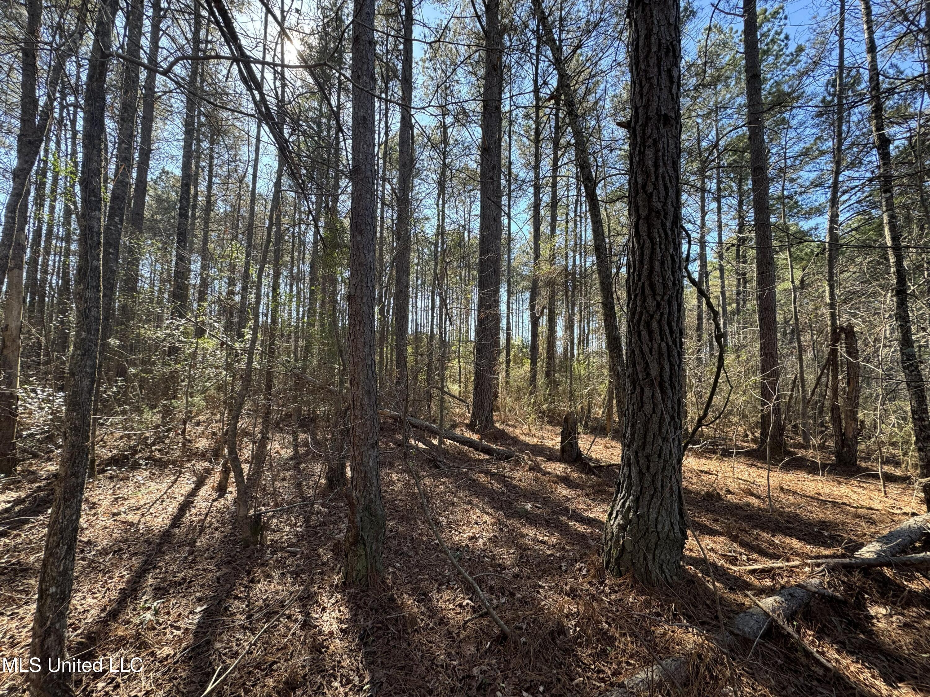 9182 Highway 397 Preston, MS 39354 - Photo 77 of 93 IMG_8246