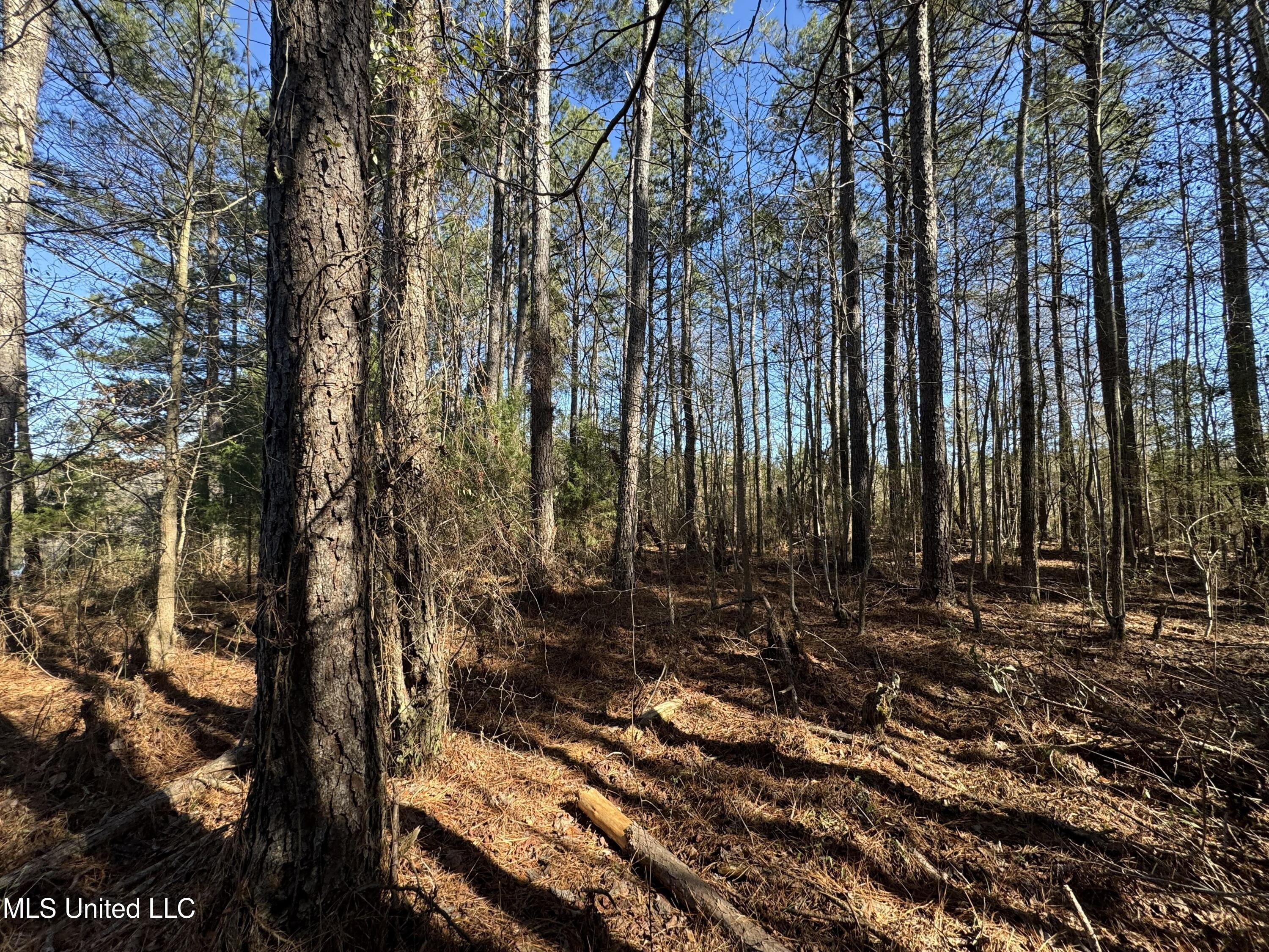 9182 Highway 397 Preston, MS 39354 - Photo 78 of 93 IMG_8248