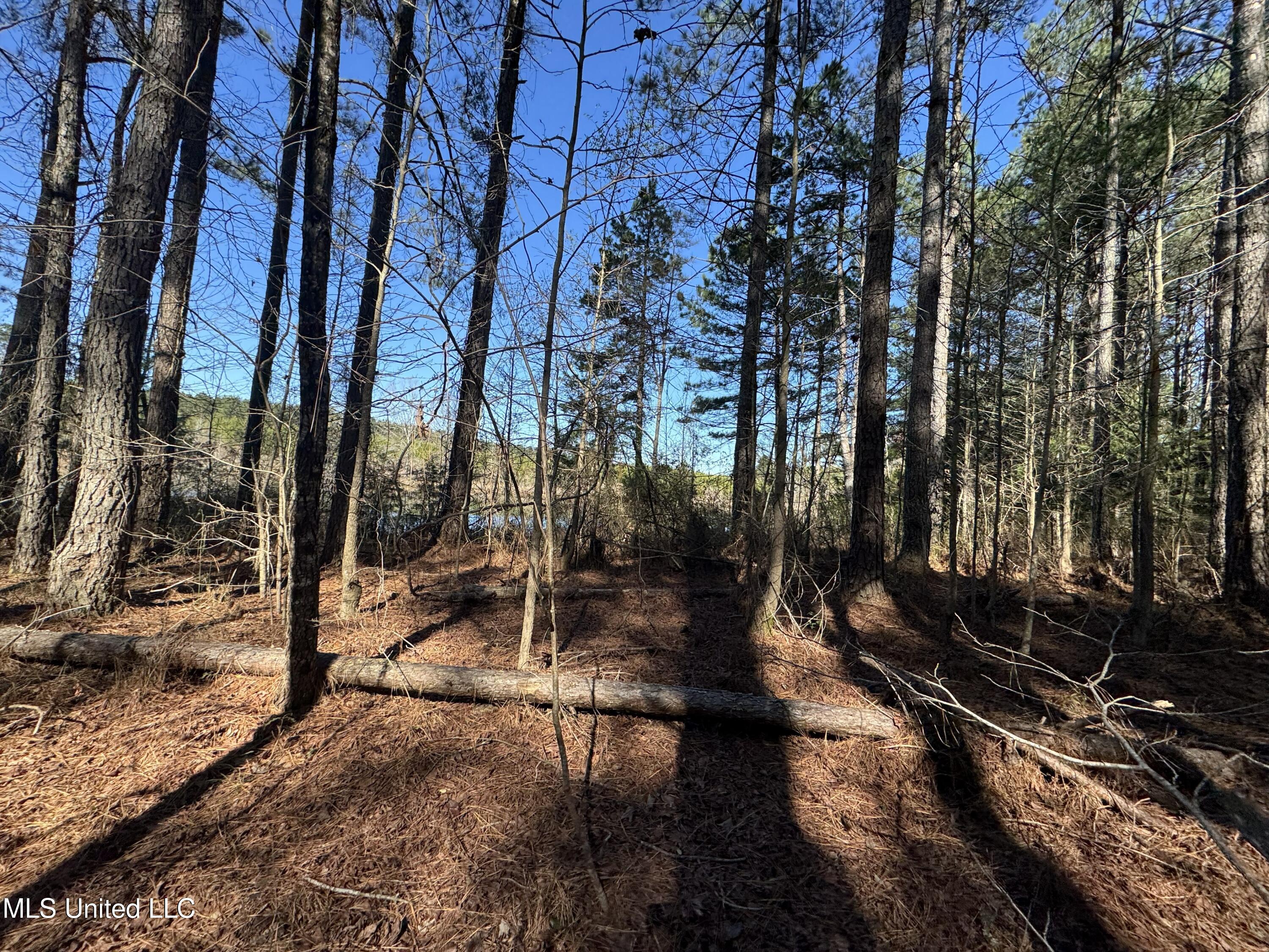 9182 Highway 397 Preston, MS 39354 - Photo 79 of 93 IMG_8250