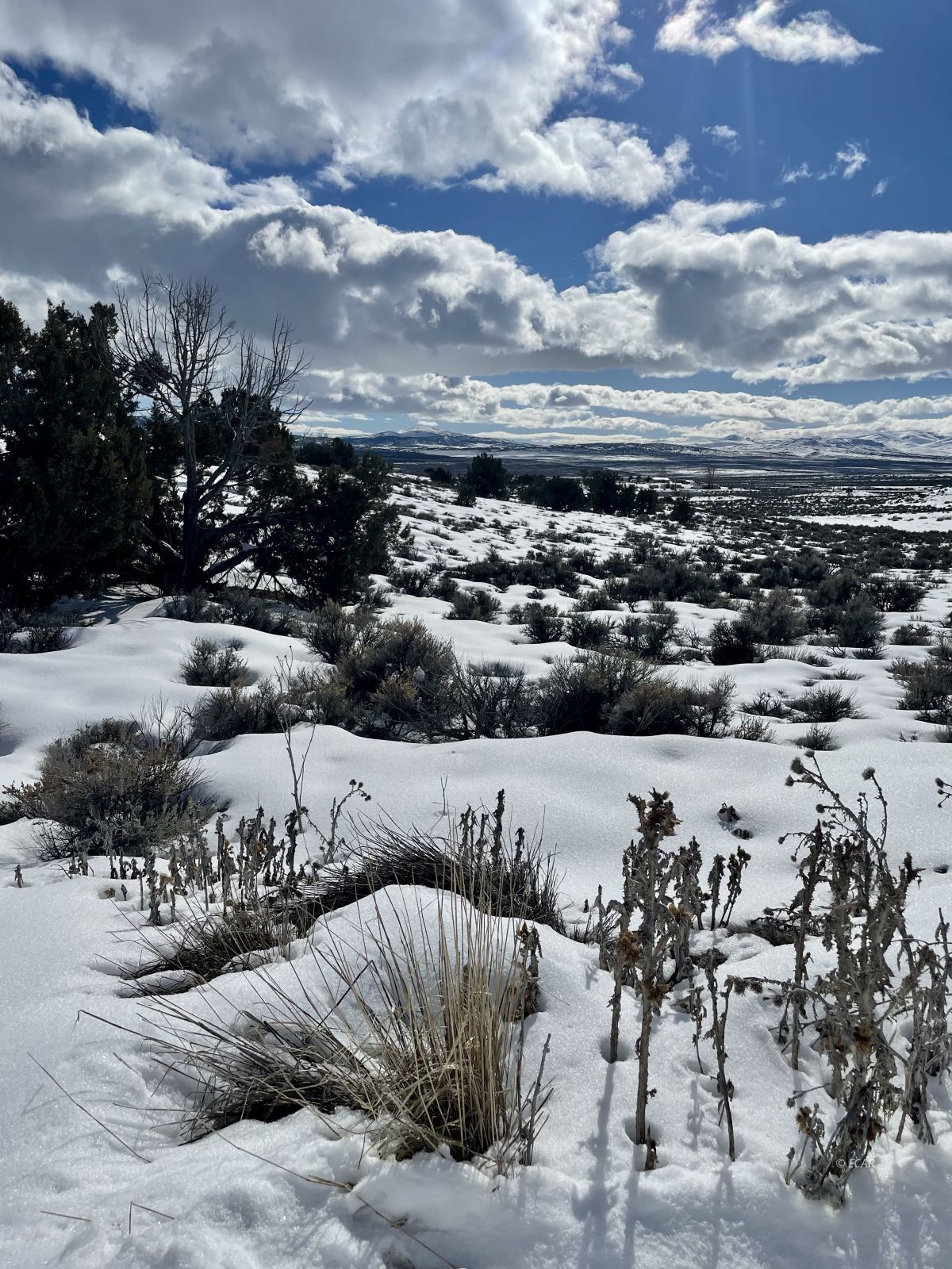 Grant Ave Spring Creek Spring Creek, NV 89815 - Photo 4 of 6