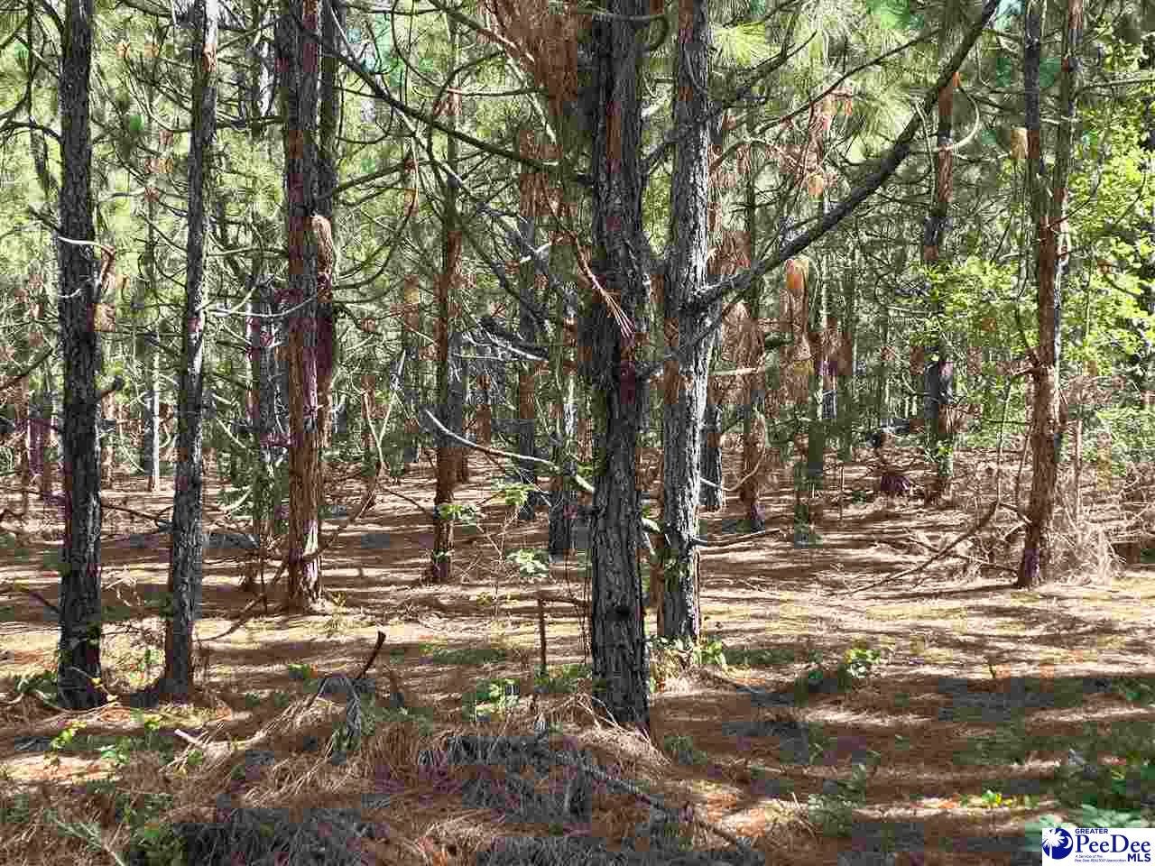 0 Black Creek Road Mount Croghan, SC 29727 - Photo 5 of 16 Gallery Image 5