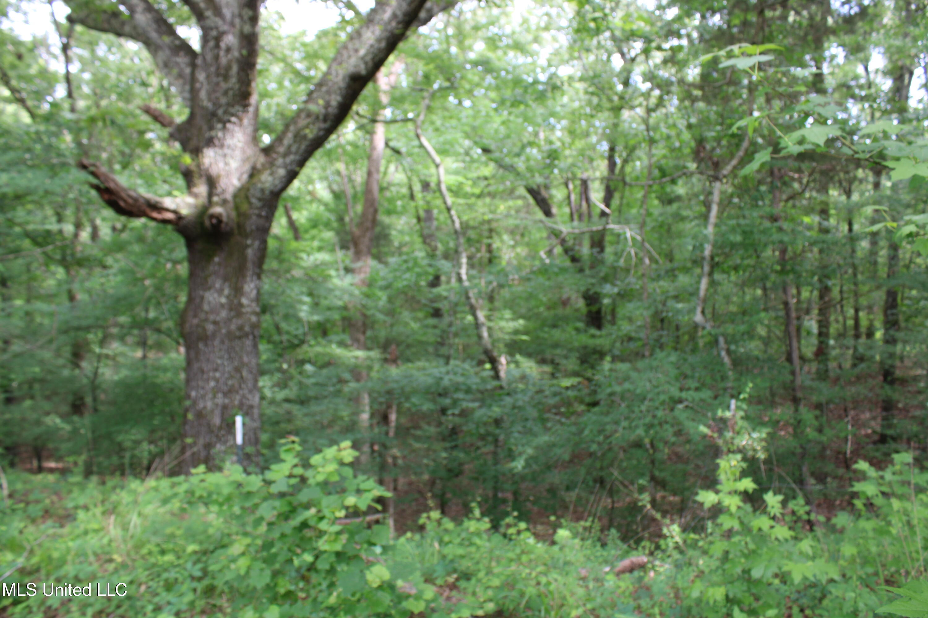 656 Sunset Drive Coldwater, MS 38618 - Photo 25 of 41 IMG_6121