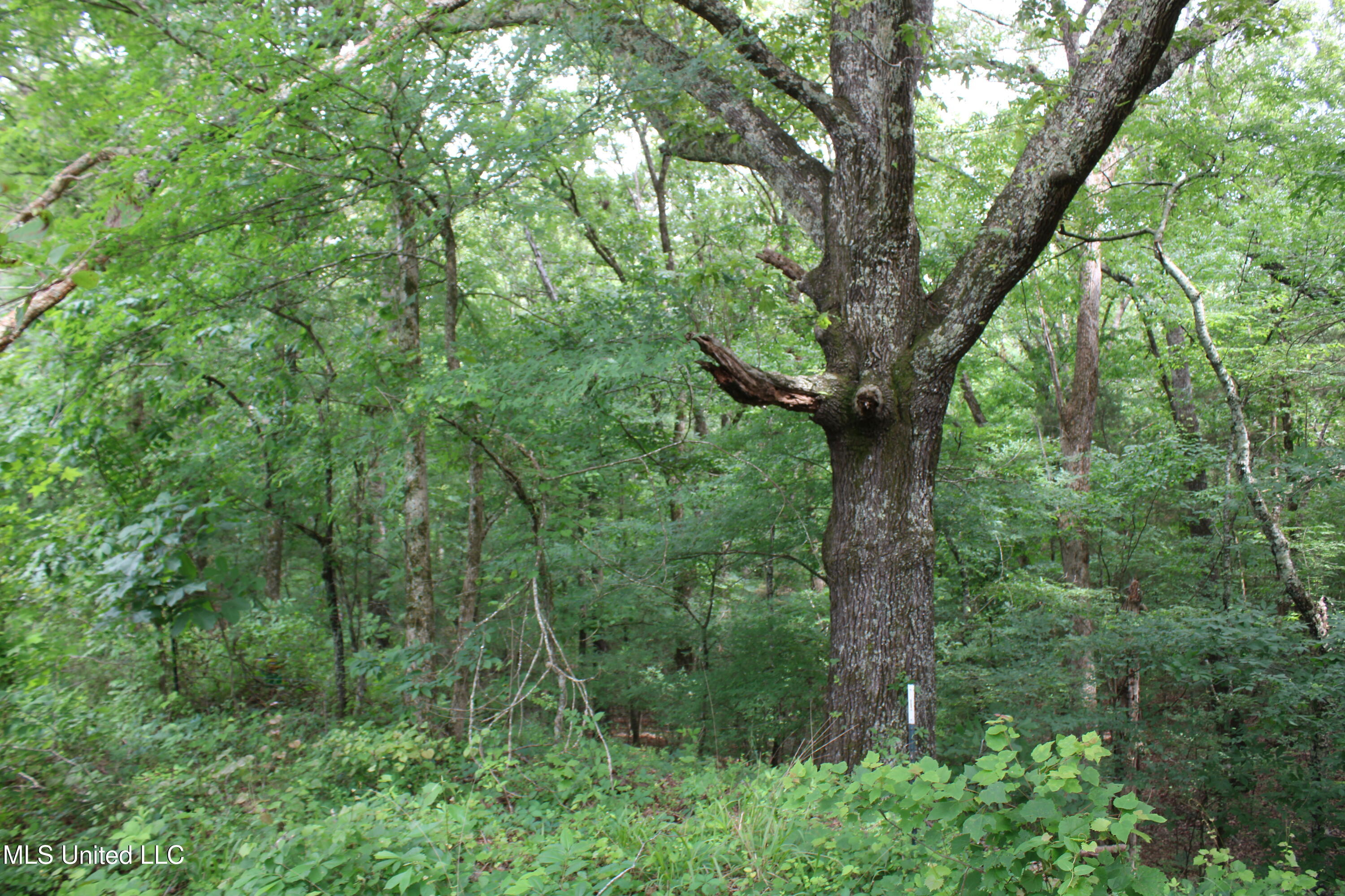 656 Sunset Drive Coldwater, MS 38618 - Photo 26 of 41 IMG_6122