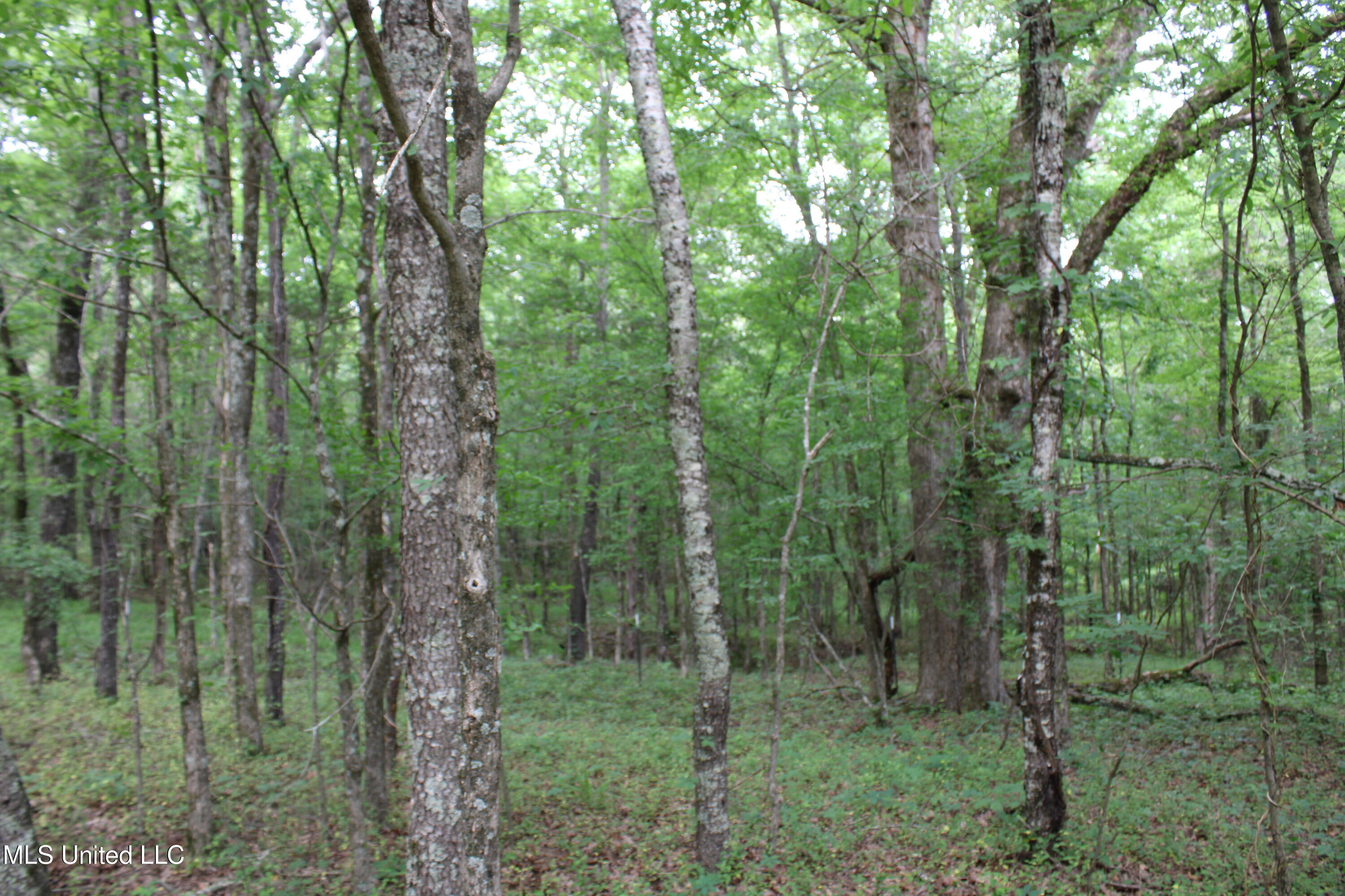 656 Sunset Drive Coldwater, MS 38618 - Photo 28 of 41 IMG_6124