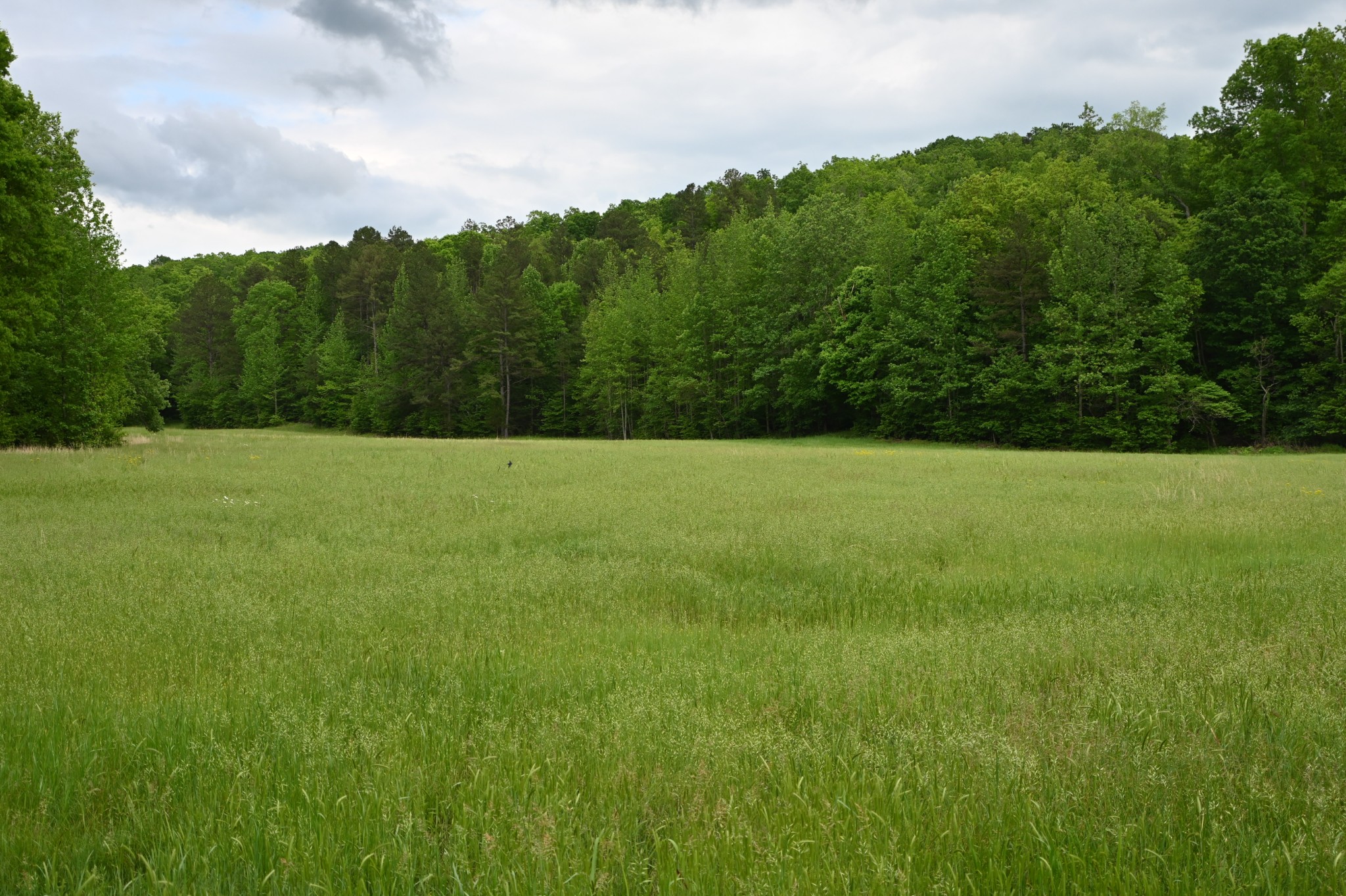234 Coleman Road Linden, TN 37096 - Photo 14 of 60 Gallery Image 14