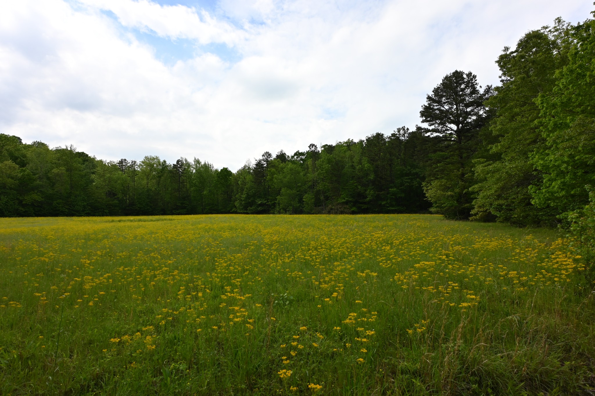 234 Coleman Road Linden, TN 37096 - Photo 8 of 60 Gallery Image 8