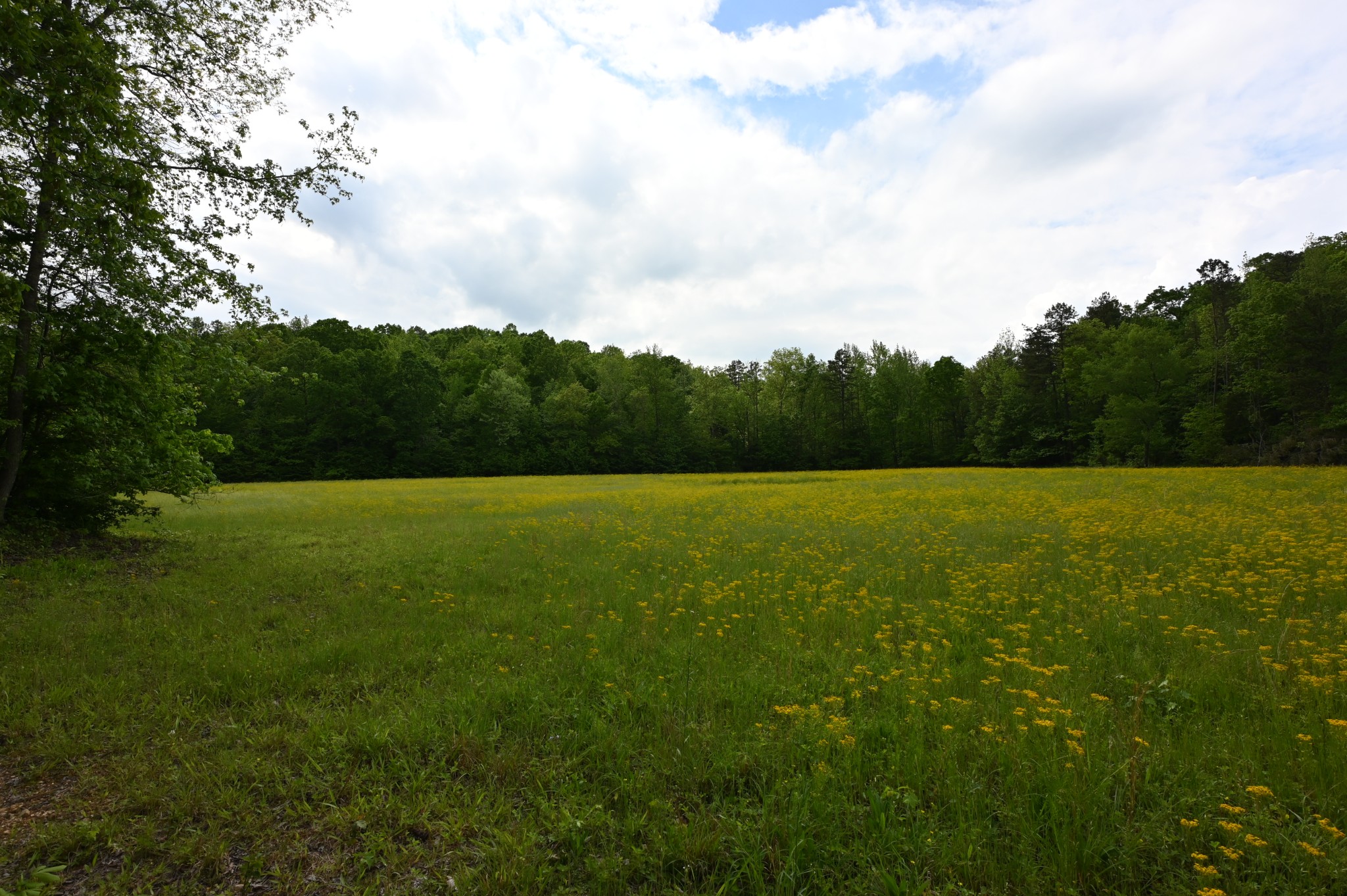 234 Coleman Road Linden, TN 37096 - Photo 9 of 60 Gallery Image 9