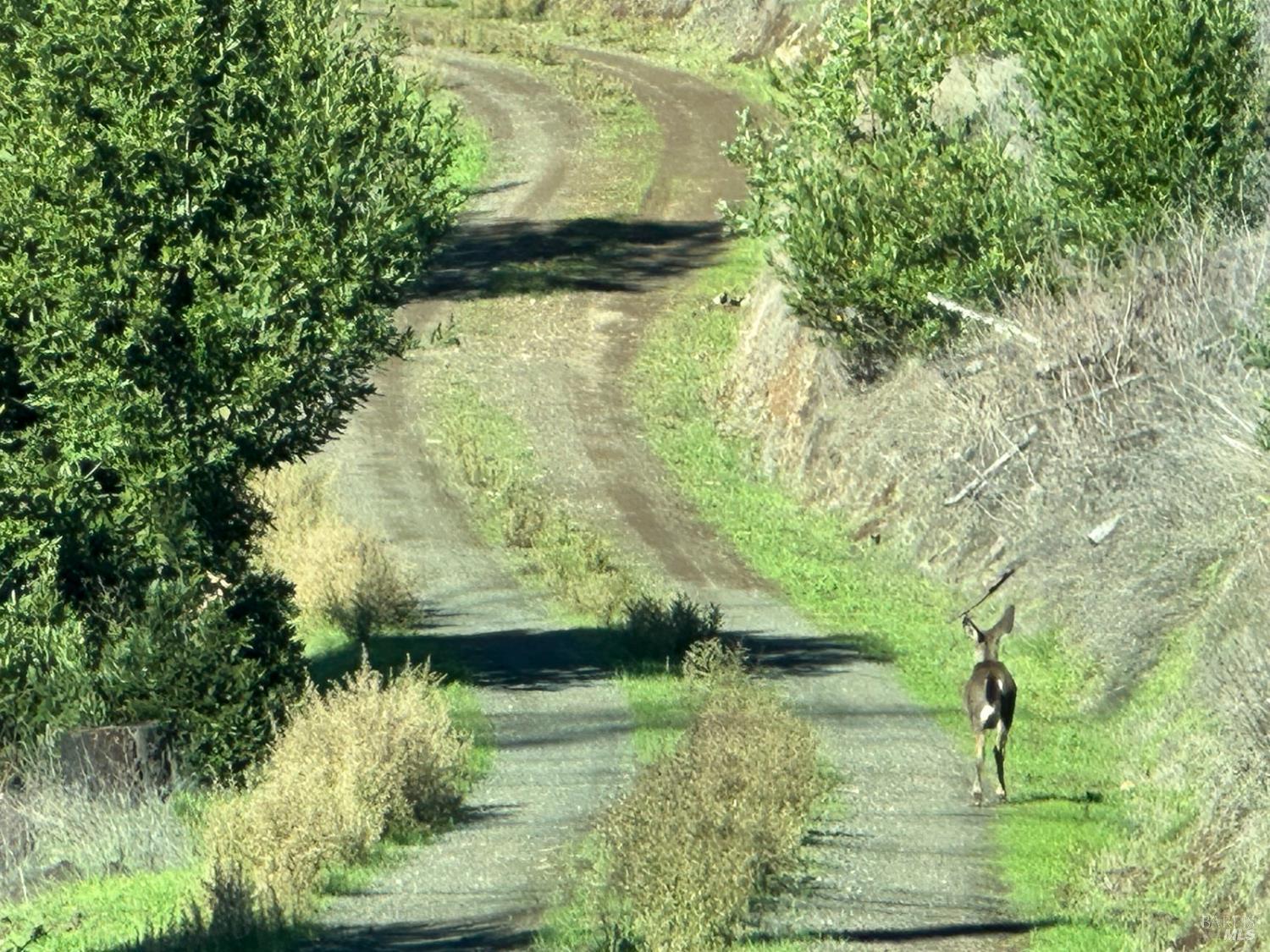 6505 Erland Road Santa Rosa, CA 95404 - Photo 26 of 41 a view of swimming pool of water with green space