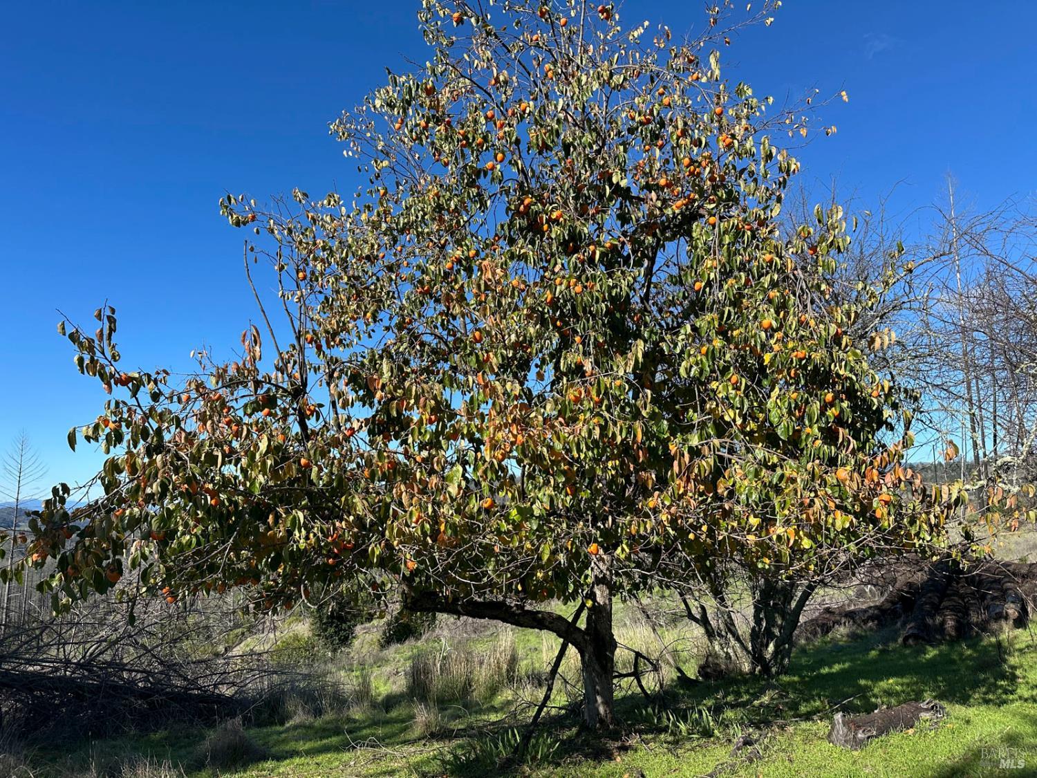 6505 Erland Road Santa Rosa, CA 95404 - Photo 36 of 41 a picture of tree