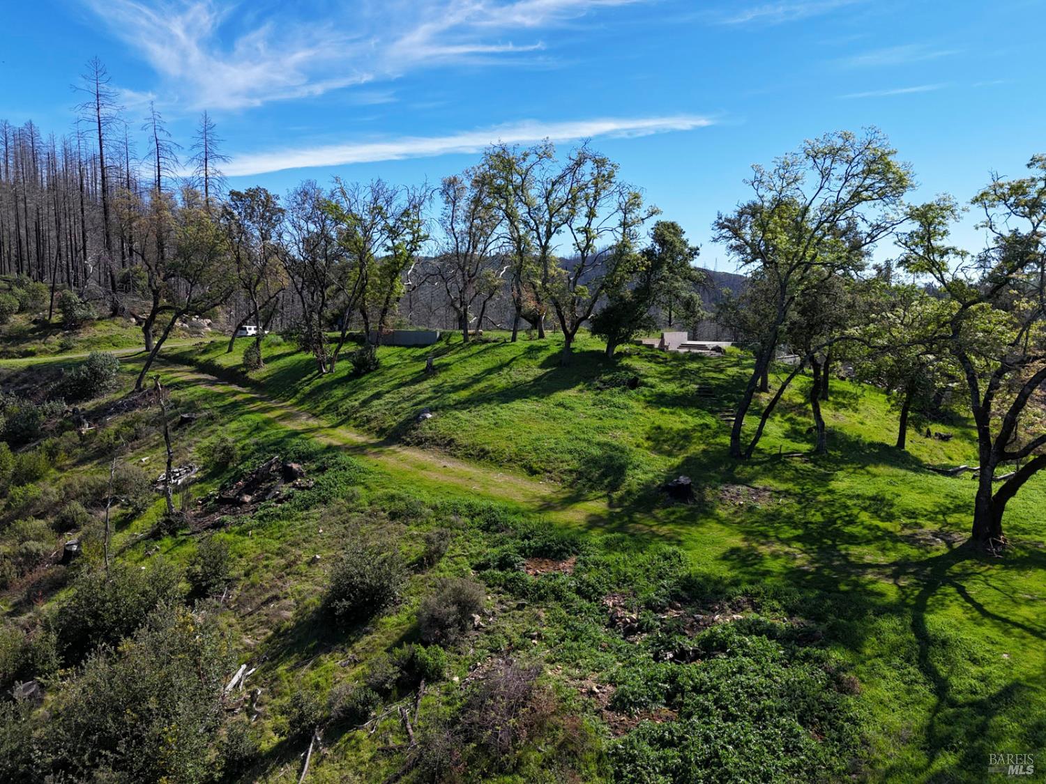 6505 Erland Road Santa Rosa, CA 95404 - Photo 9 of 41 a view of a yard with a tree