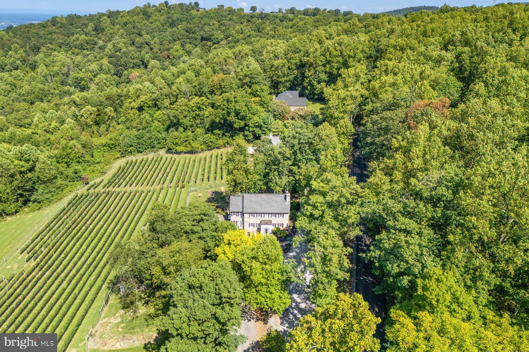 18035 Raven Rocks Road Bluemont, VA 20135 - Photo 41 of 68 Over 6 acres with 3 under vine