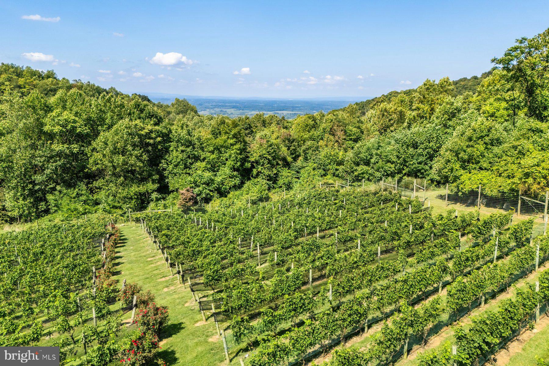 18035 Raven Rocks Road Bluemont, VA 20135 - Photo 45 of 68 A vineyard manicured like a garden