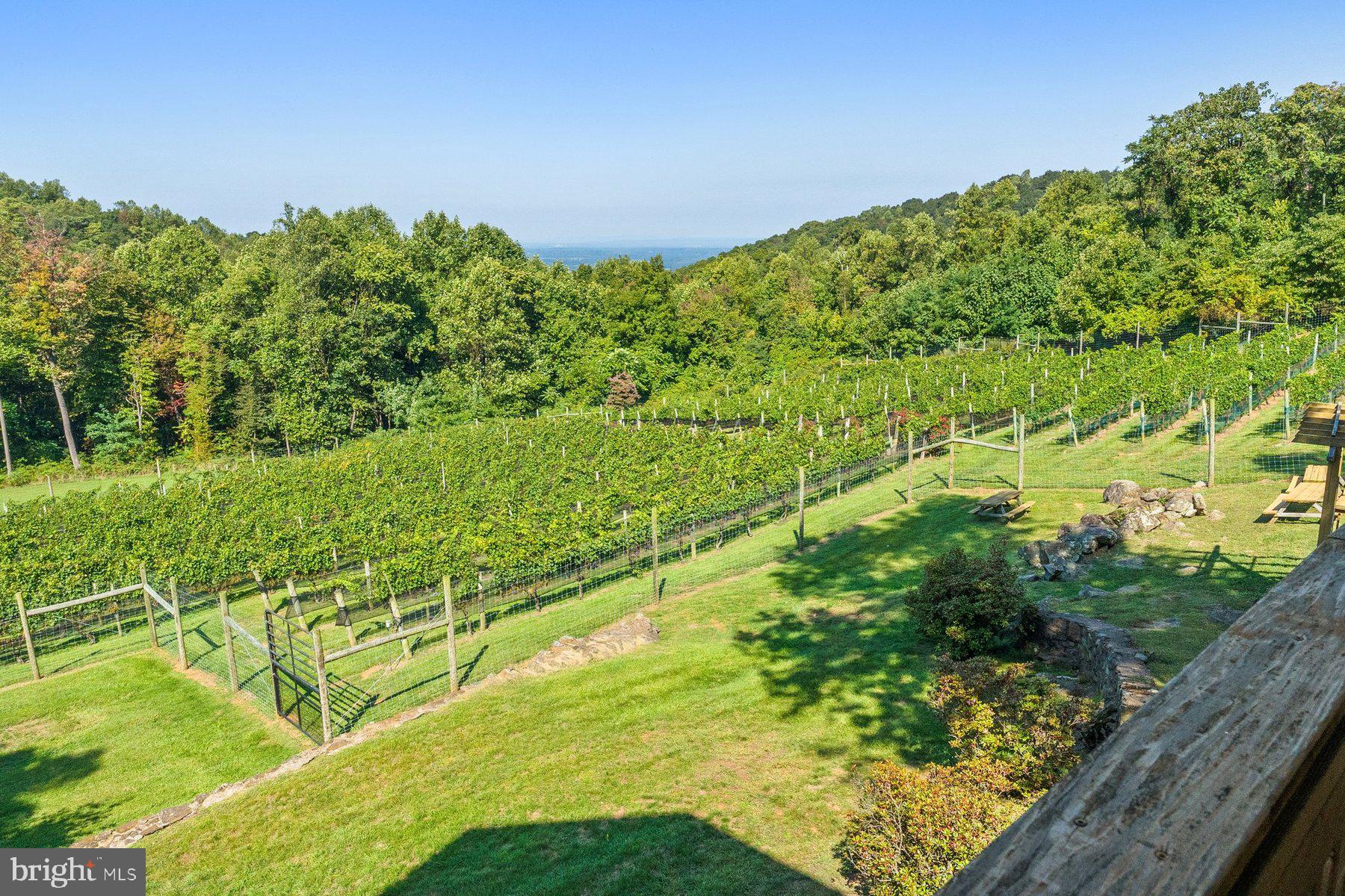 18035 Raven Rocks Road Bluemont, VA 20135 - Photo 61 of 68 The vineyard and valley beyond