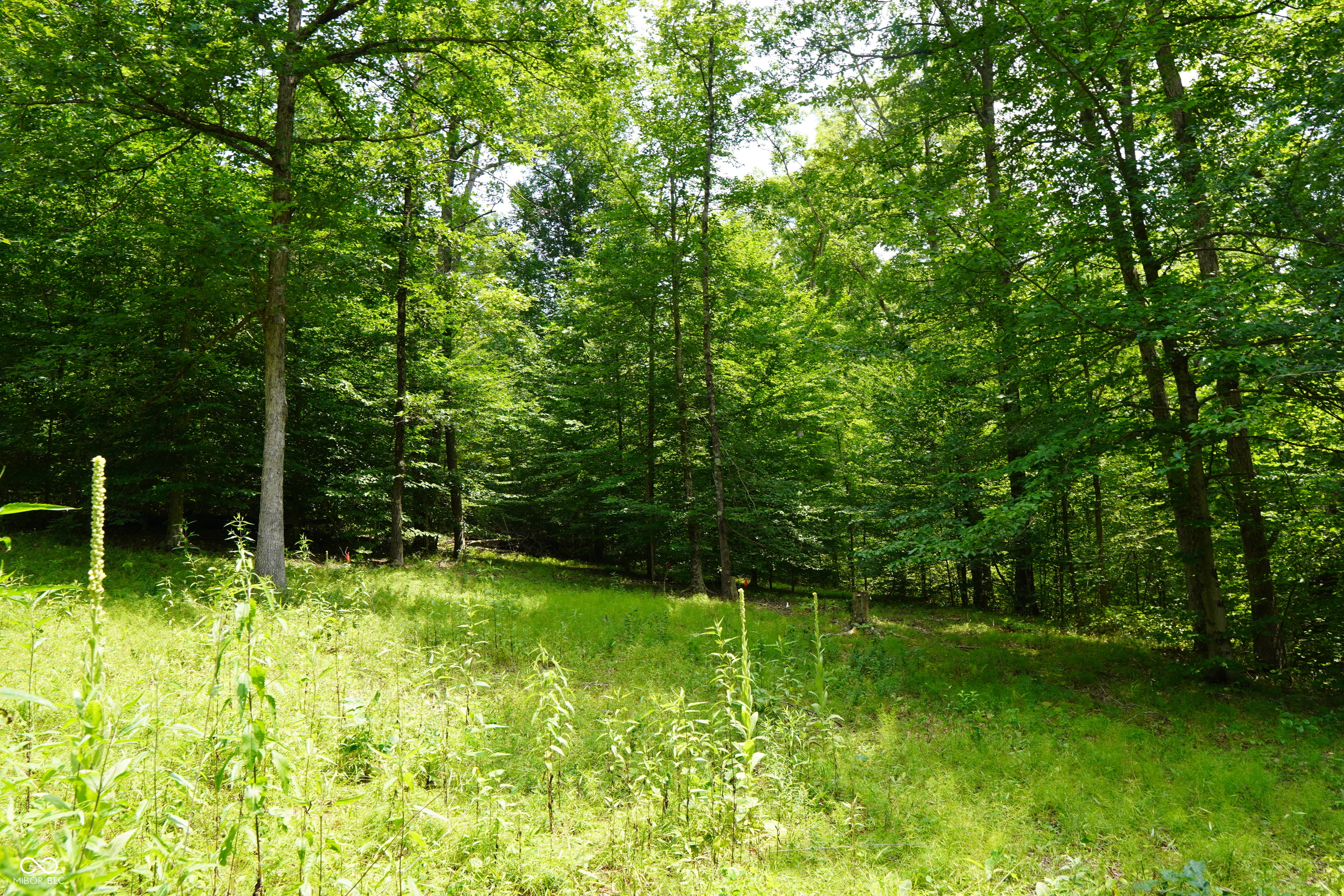 X Brown Hill Road Nashville, IN 47448 - Photo 3 of 12