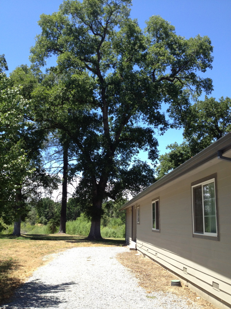 pathway to front entry of main home