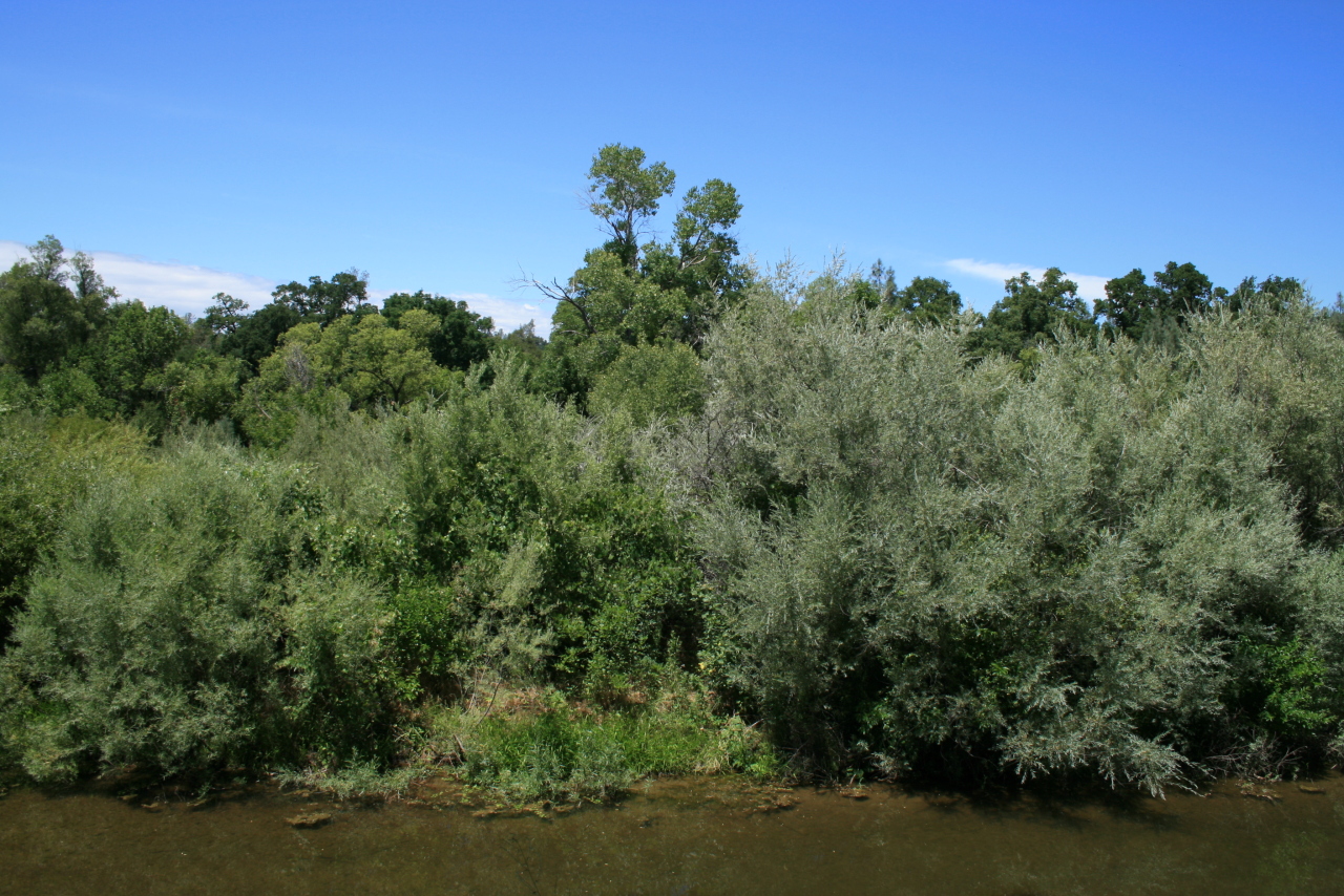 10828 Beaver Road Oak Run, CA 96069 - Photo 9 of 39 creek view