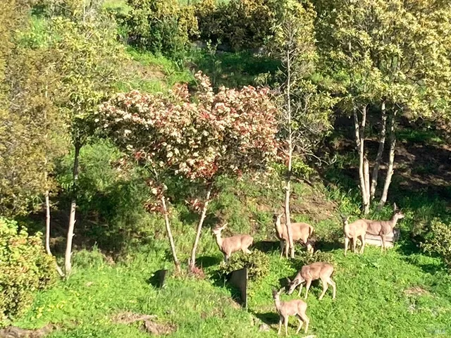 $995,000 | 6443 Conlon Avenue, El Cerrito, CA 94530