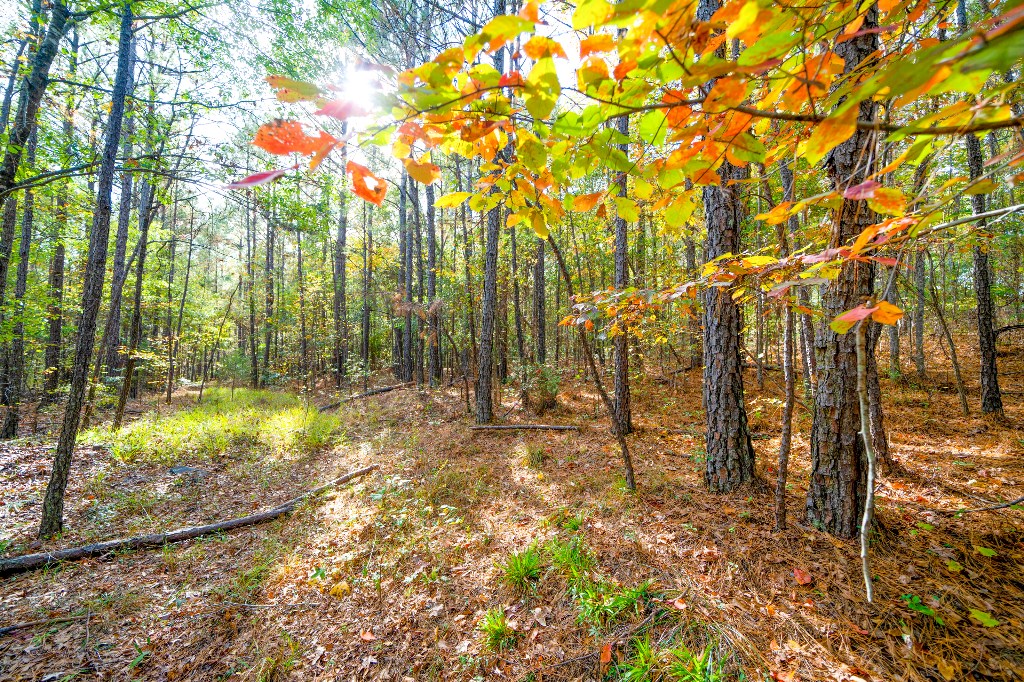 Undefined Scott Road Ellerslie, GA 31807 - Photo 3 of 10 a backyard of a house with lots of green space and chair