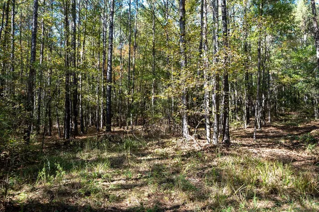 a view of outdoor space and trees