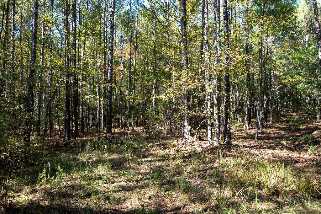Undefined Scott Road Ellerslie, GA 31807 - Photo 7 of 10 a view of outdoor space and trees